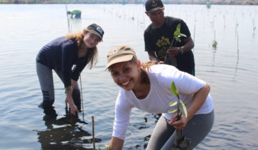 planting mangrove trees in indonesia