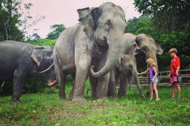 Tonsai Elephant Care Camp