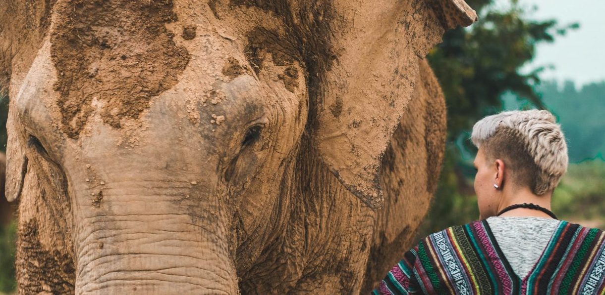 ethical elephant sanctuary in phuket